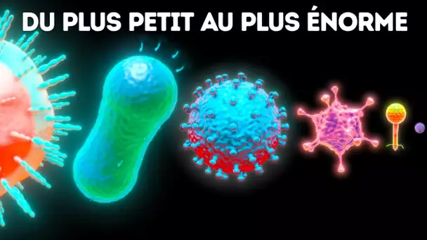 Microbes Du Plus Petit Au Plus Grand