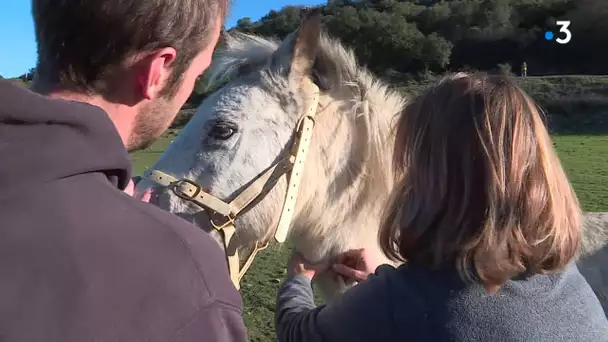 Cas de maltraitance animale dans le Gard, 14 chevaux ont été saisis chez un éleveur