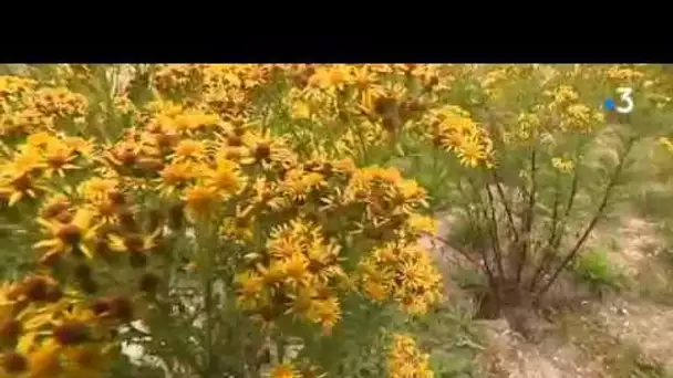 Le séneçon une plante toxique qui gagne du terrain en Picardie