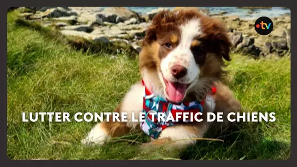 C’est le troisième traffic mondial : de plus en plus de chiens se font voler chaque année
