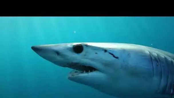 EPI 34 : Shark éducation