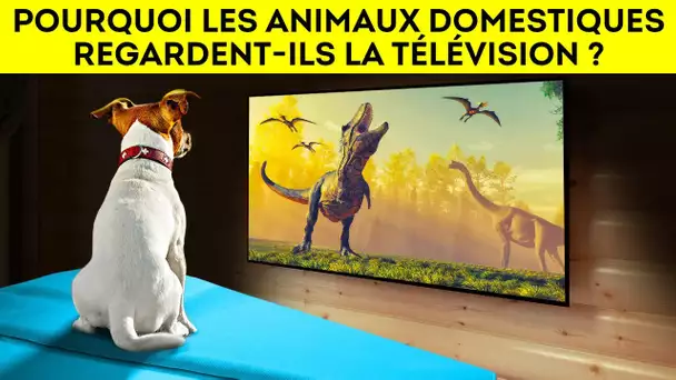 Votre chien regarde-t-il vraiment la télévision ?