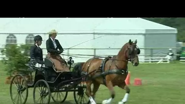 Gruchet-le-Valasse (76) : concours d&#039;attelage à la 'fête du cheval' 2016