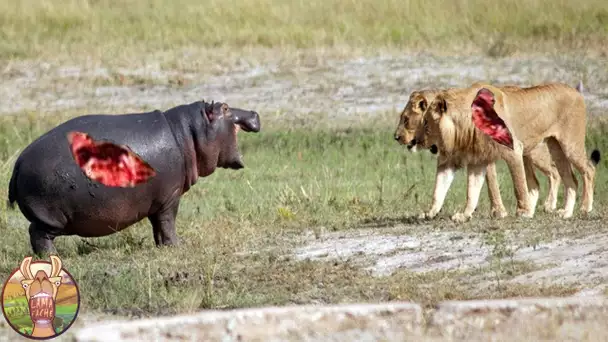 Combats Les Plus Extrêmes d’Animaux Sauvages !