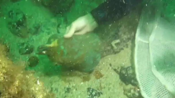 Des plongeurs remontent la cloche d'un navire coulé au large de Sein, par 45 m de profondeur