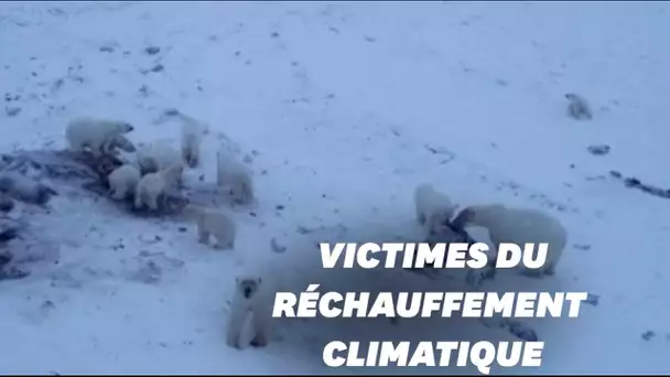 À cause du réchauffement climatique, ces ours sont contraints de se nourrir dans un village