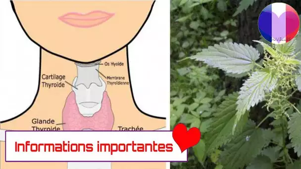 Voici 7 plantes pour tous les problèmes de thyroïde