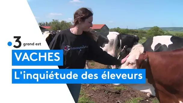 Trop de vaches selon la cour des comptes : les éleveurs s'inquiètent