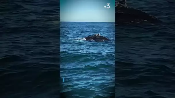Une baleine au large de Vierville sur Mer