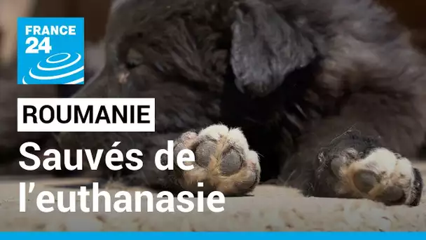 Roumanie : sauvés de l’euthanasie, des chiens cherchent une nouvelle vie en France • FRANCE 24