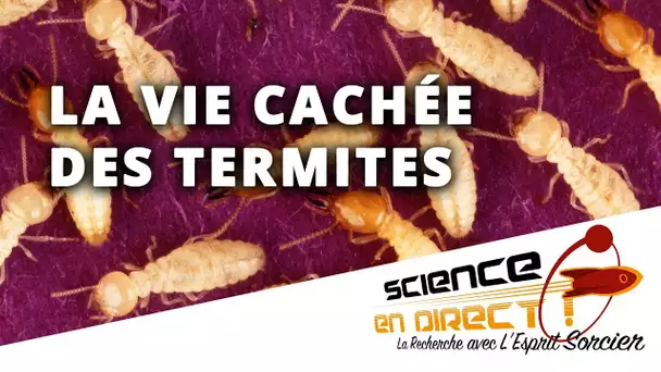 La vie cachée des termites - Science En Direct