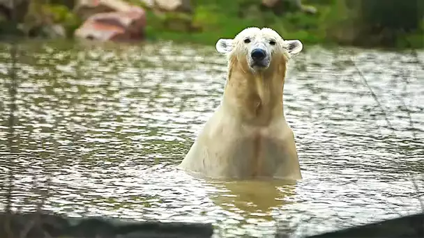 Les animaux de Cerza, le zoo XXL de Normandie