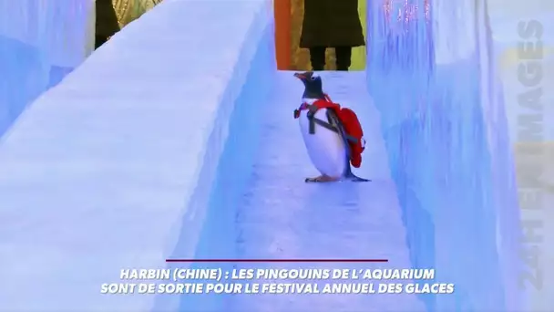 L&#039;arrivée 'glissante' d&#039;un pingouin pour le festival 'des glaces' en Chine