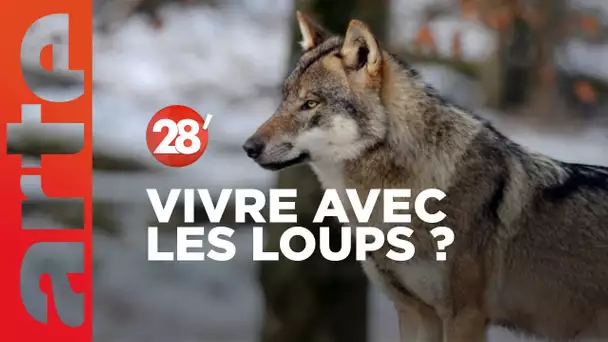 Apprendre à cohabiter avec le loup | Jean-Michel Bertrand - 28 Minutes - ARTE