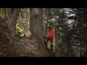 Comment la certification "Bois des Alpes" a-t-elle permis de revitaliser la filière bois ?