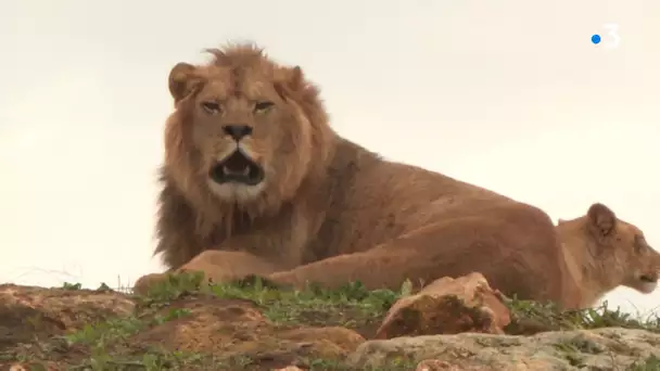 Bioparc de Doué la Fontaine : le lion a tué deux des lionnes.