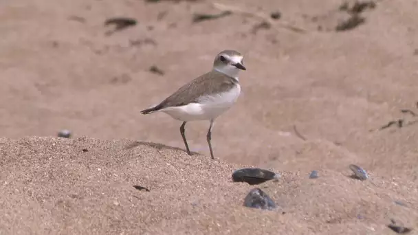 A la découverte des plages du Calvados : rencontre avec un ornithologue sur la plage d'Hermanville