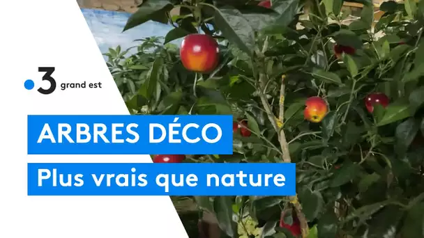 Les vrais faux arbres décoratifs d'Allain