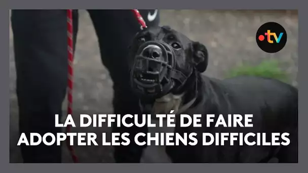 A la SPA de l'Aveyron, les chiens compliqués ont du mal à se faire adopter
