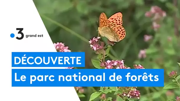 Découverte : le parc national naturel de forêts, la Haute-Marne