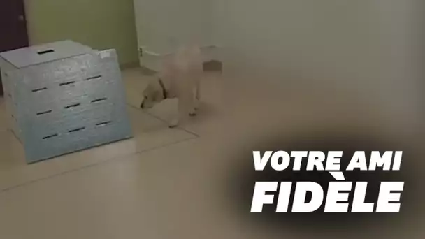 Votre chien viendrait à votre secours en cas de détresse, selon une étude américaine