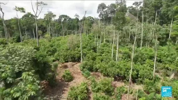 COP15 à Abidjan : la déforestation ne ralentit pas en Côte d'Ivoire • FRANCE 24