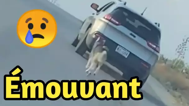 Déchirant : Un husky court après la voiture de son maître qui vient de l’abandonner !