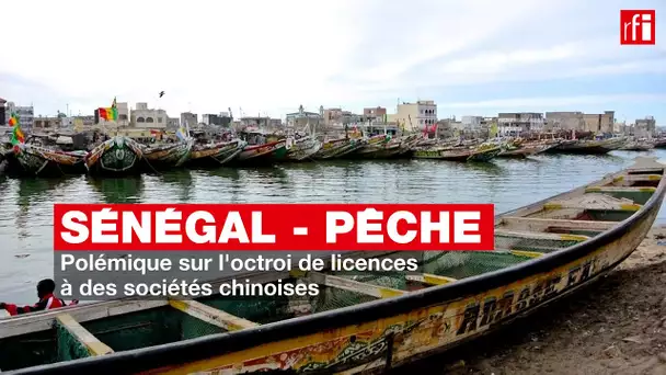 Sénégal, pêche : polémique sur l'octroi de licences à des sociétés chinoises