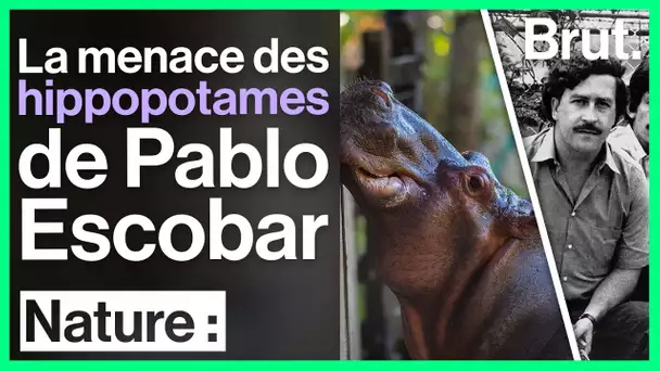 Colombie : les hippopotames de Pablo Escobar menacent les écosystèmes
