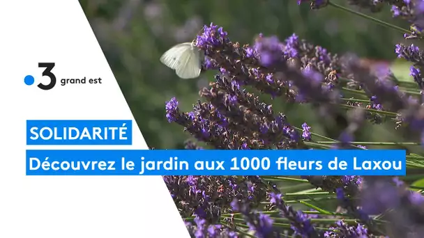 Réouverture du jardin des mille fleurs à Laxou, un jardin d'insertion