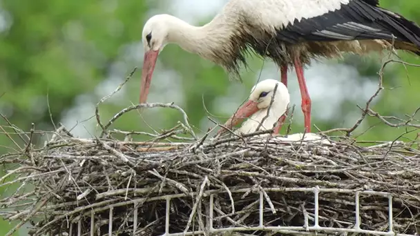 De plus en plus de cignognes, cette commune du Doubs a mis une caméra au dessus d'un nid