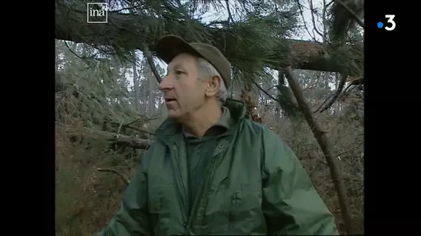 Tempête 1999 : conséquences sur la filière bois en Gironde