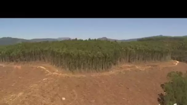 Afrique du Sud : plantation d'eucalyptus