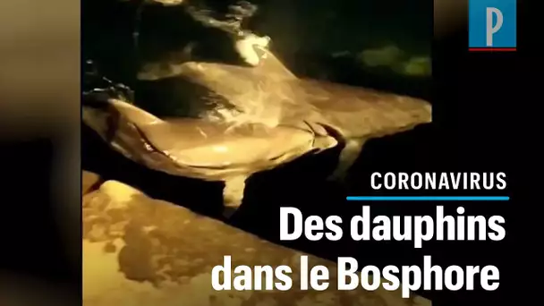 Confinement : à Istanbul, les dauphins refont surface dans le Bosphore