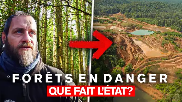 Forêts en danger : que fait l'Etat ?