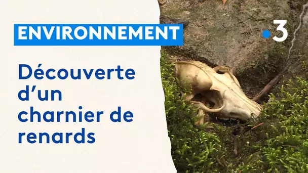 Un charnier de renards découvert dans le Jura