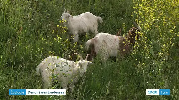 Des chèvres pour débroussailler un terrain communal à Lavaur dans le Tarn