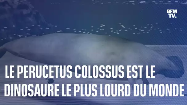 Découvrez le Perucetus colossus, le dinosaure le plus lourd de l'Histoire du monde