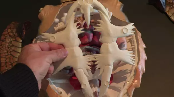 Maquette anatomique de tortue en 3D à l'aquarium de La Rochelle : une première mondiale
