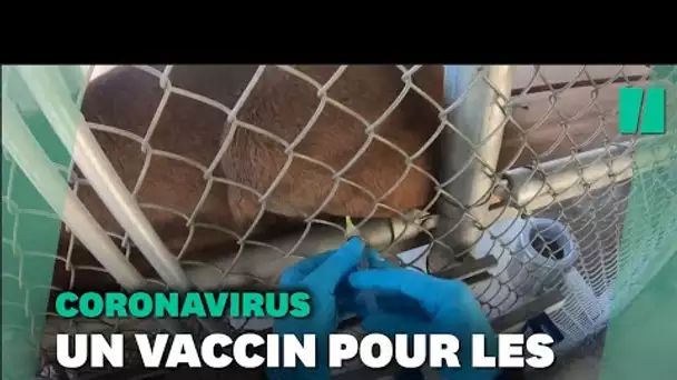 Contre le Covid, ce zoo en Californie teste un vaccin expérimental sur ses animaux