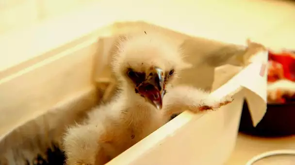 Bébé aigle, naissance sous haute surveillance
