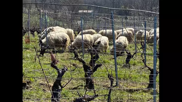 Ecologie : Des moutons pour désherber les vignes du Jura