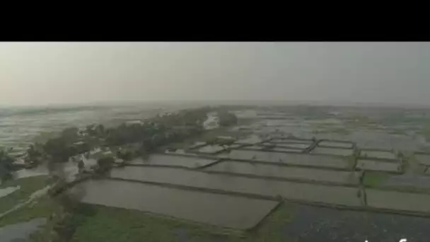 Bengladesh : crevetticulture au Sunderbans