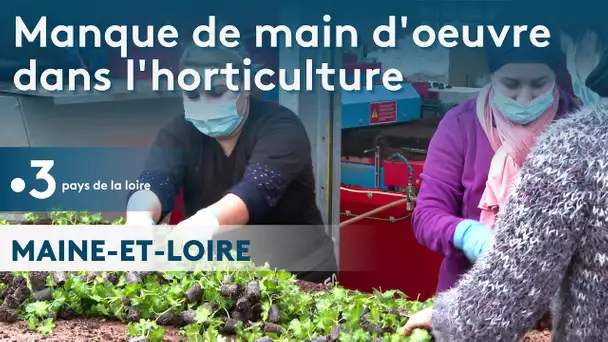Maine-et-Loire : difficulté de recrutement dans l'horticulture