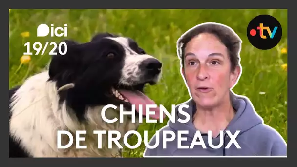 🐕 Une formation pour entraîner les chiens de troupeaux