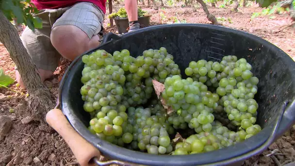 Aude : les premières récoltes et vendanges se font de plus en plus tôt dans la saison