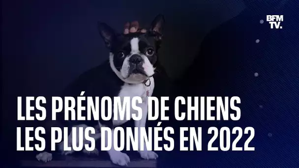 Quels sont les prénoms de chiens les plus donnés en 2022?