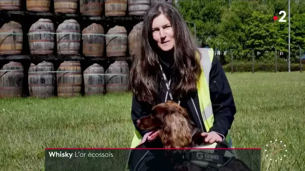 Whisky : l'or ambré de l'Ecosse