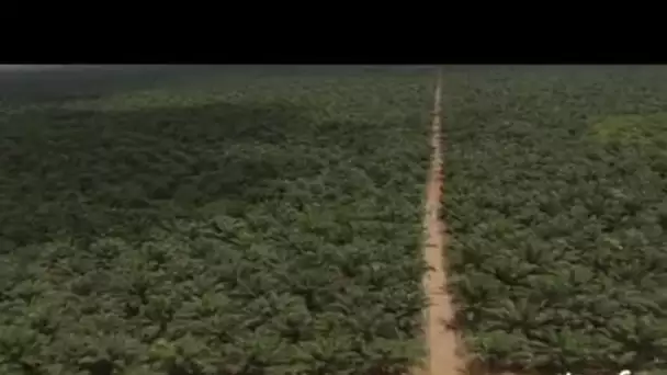 Indonésie : plantation de palmiers à huile