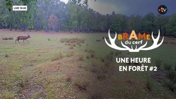 Le brame du cerf : les meilleurs moments #2